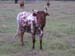 LKSP Speckled Cow 2005